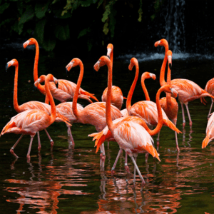 Sarasota Jungle Gardens
